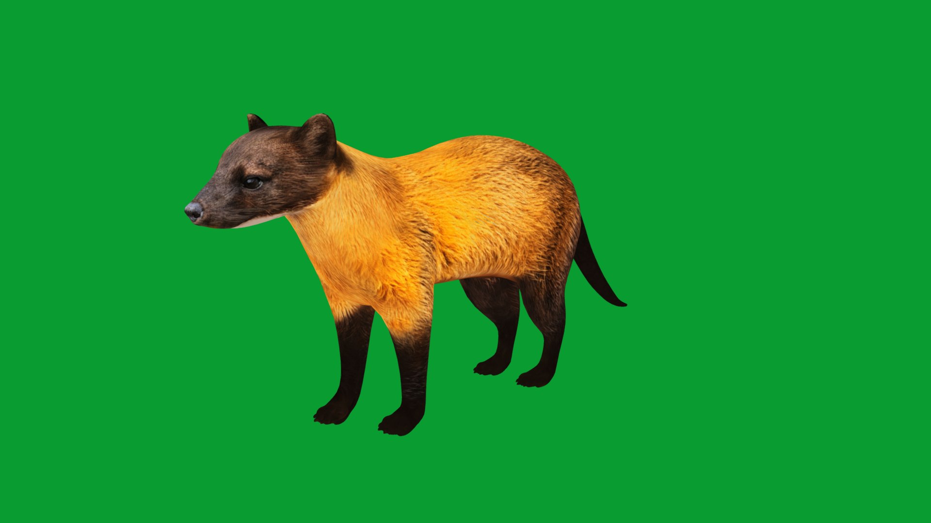 Yellow Throated Marten model https://p.turbosquid.com/ts-thumb/KS/mMecN2/mX/yellowthroated_martens32/png/1780868814/1920x1080/fit_q87/746682a12d0db010bbb0a6833e76097d1d2c2943/yellowthroated_martens32.jpg