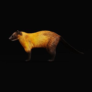 Yellow Throated Marten