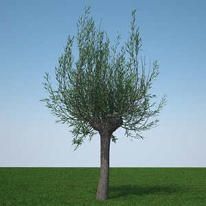 d model pollard willow tree