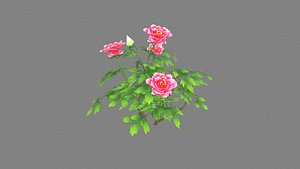 3D A rose plant model