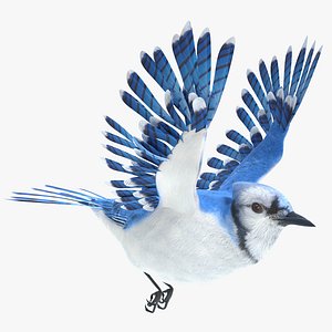 Blue Jay Animated