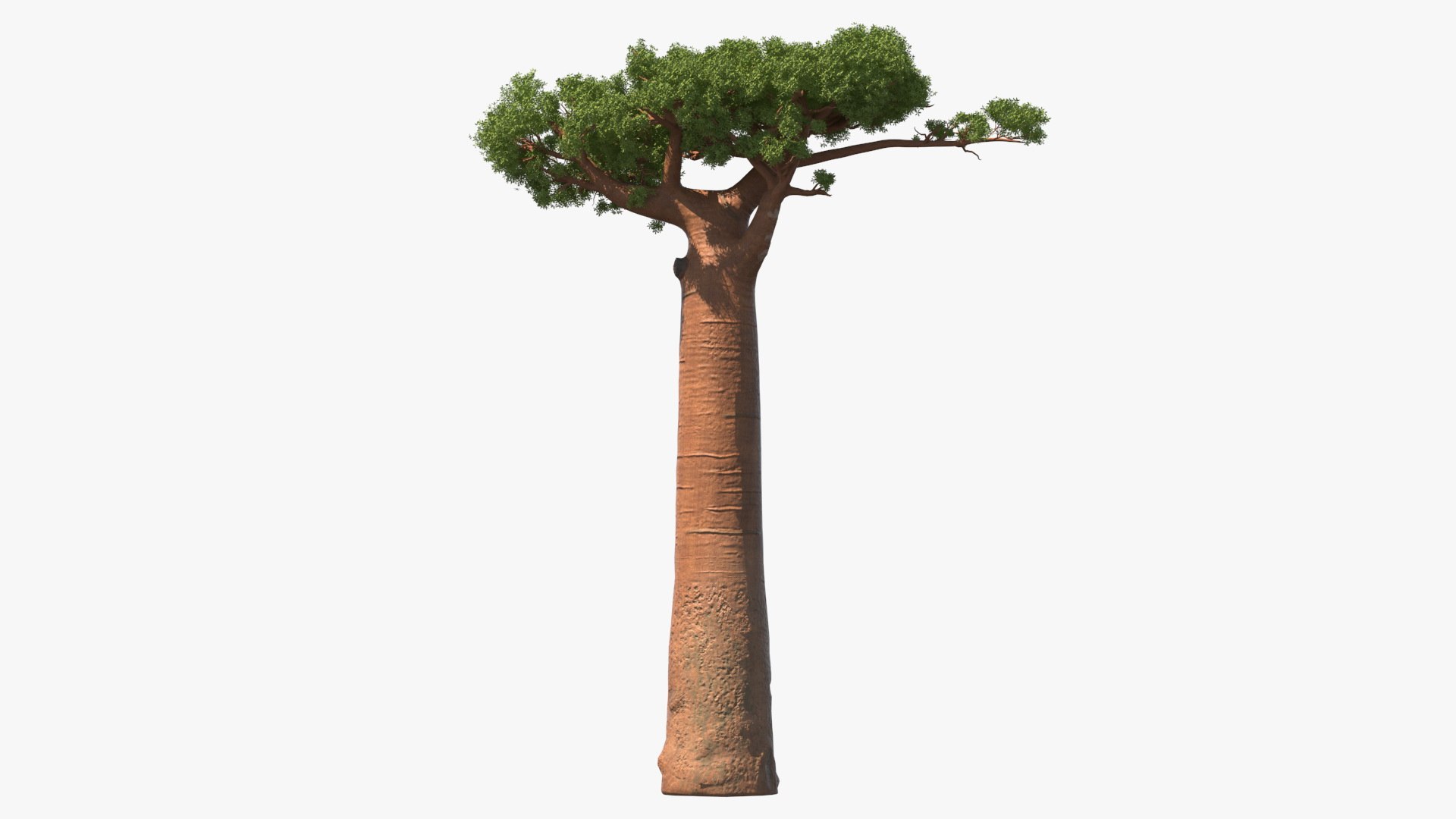 Baobab tree plant 3D - TurboSquid 1495558