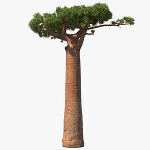 baobab tree plant 3D