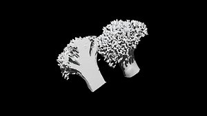 broccoli  cut 3D CT scan model 7 decimate 50percent 3D