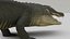 Cocodrile