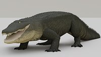 Cocodrile