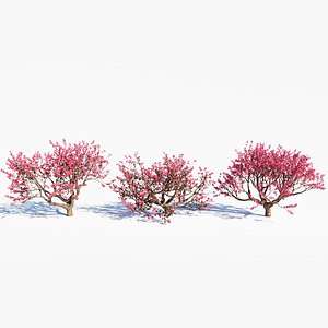 3D Malus spectabilis c