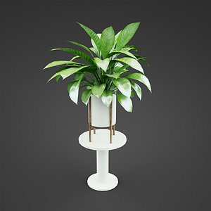 house plant Spathiphyllum