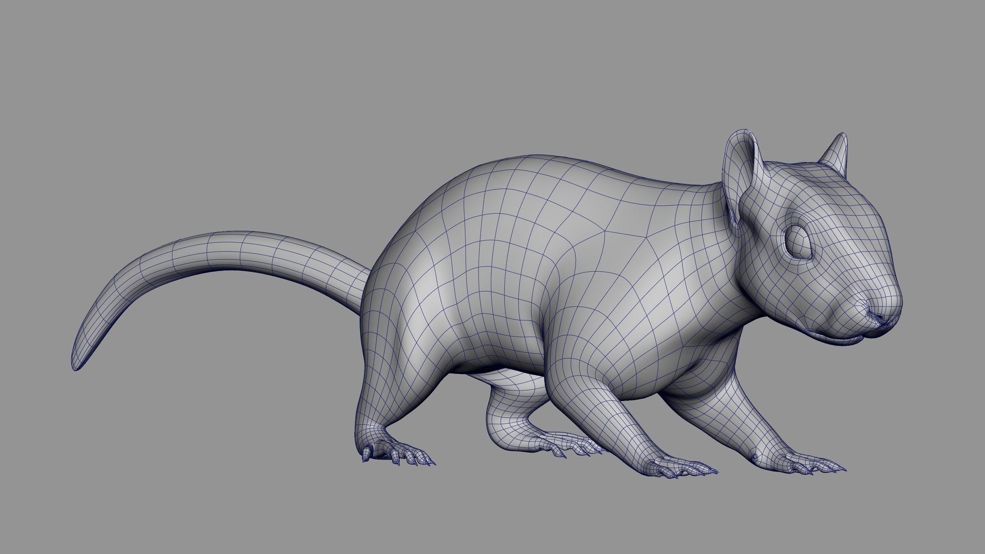 Squirrel RIG XGEN-CORE 3D Model - TurboSquid 2127607