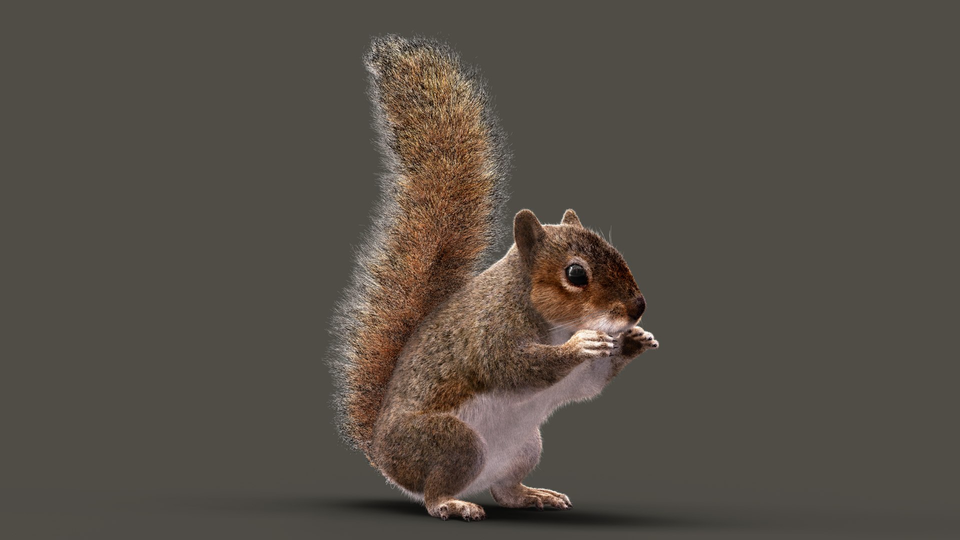 Squirrel  RIG  XGEN-CORE 3D model https://p.turbosquid.com/ts-thumb/KT/DpuMlZ/UN/sig/jpg/1695109676/1920x1080/fit_q87/9b8d635f08edc67db23bcc2ad6eb0f6af93fd631/sig.jpg