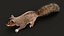 Squirrel  RIG  XGEN-CORE 3D model