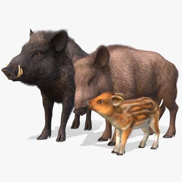 3D Wild Boar Family model