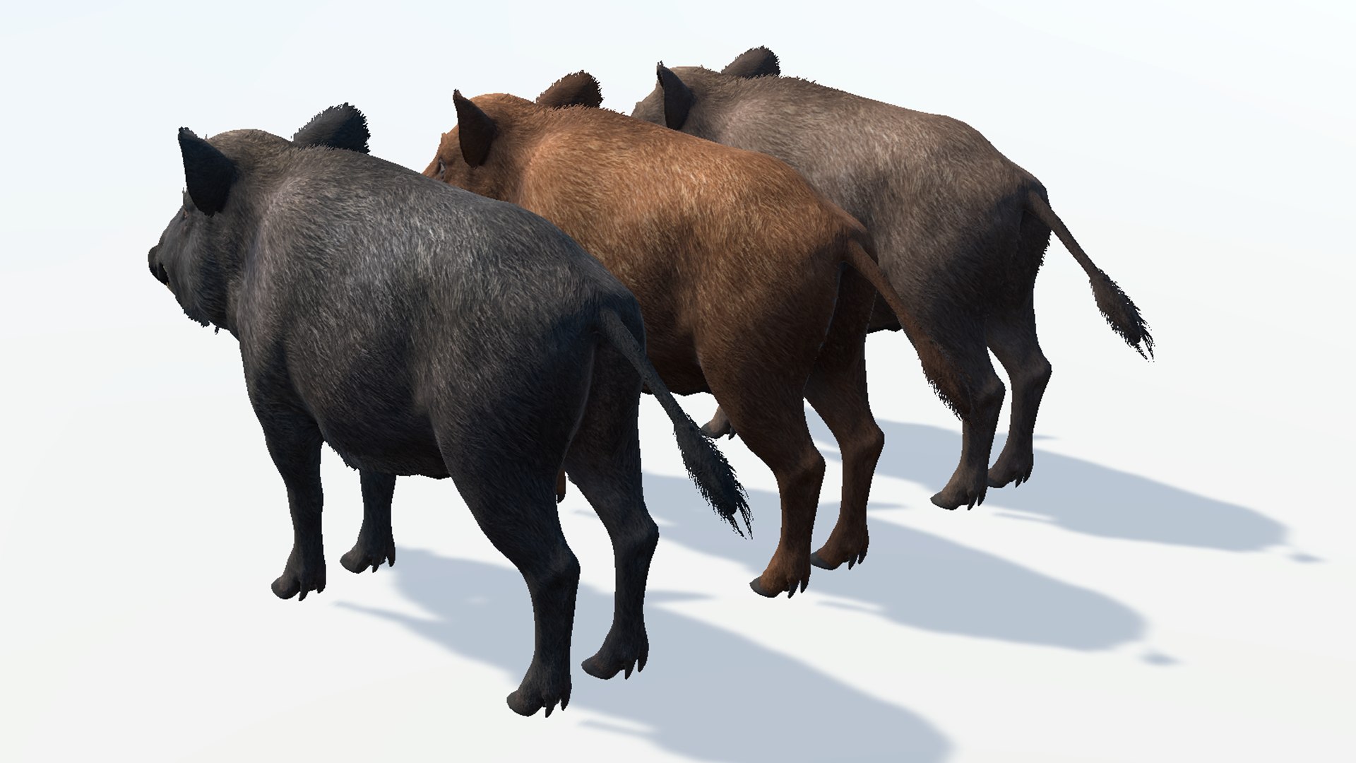 3D Wild Boar Family model - TurboSquid 2101342