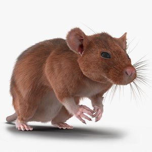Rat 2 Pose 4 3D Model