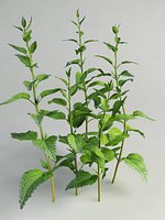 Urtica dioica Stinging Nettle