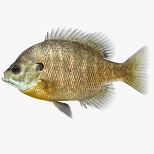 Bluegill