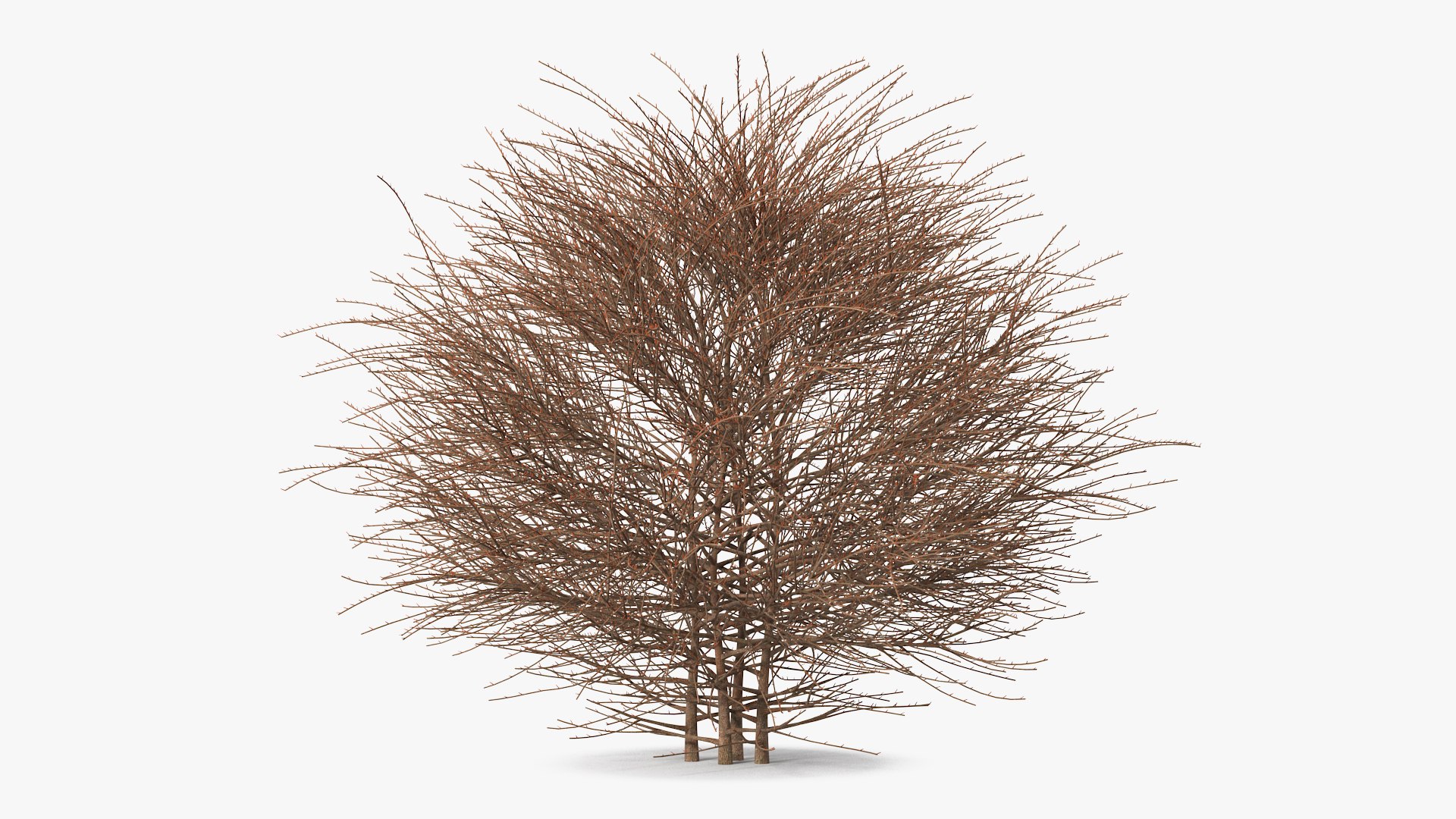 Shrub Bark 3D model preview