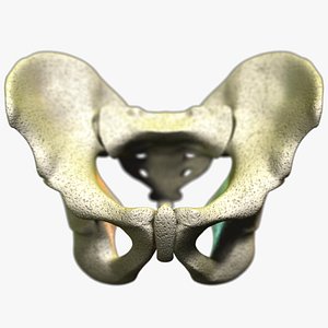 Pelvis Scanline