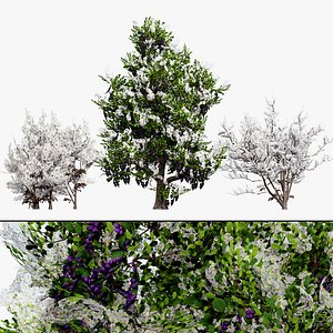 Spring and Summer Blackthorn 3D Models