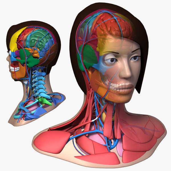 3ds max head anatomy