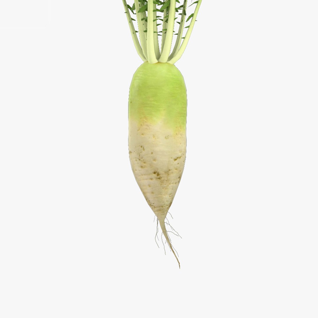 3D Korean Radish TurboSquid 1670329