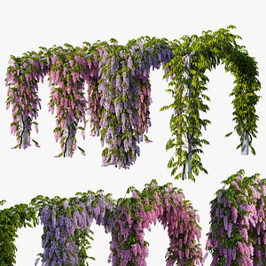 Wisterial tree 10