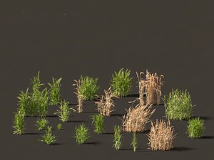 3D Triticum - Common wheat model