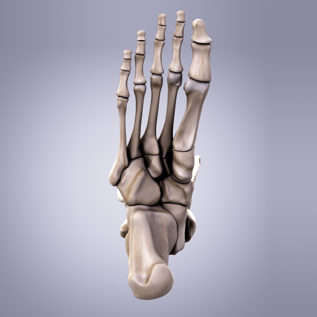 3d model human bones foot