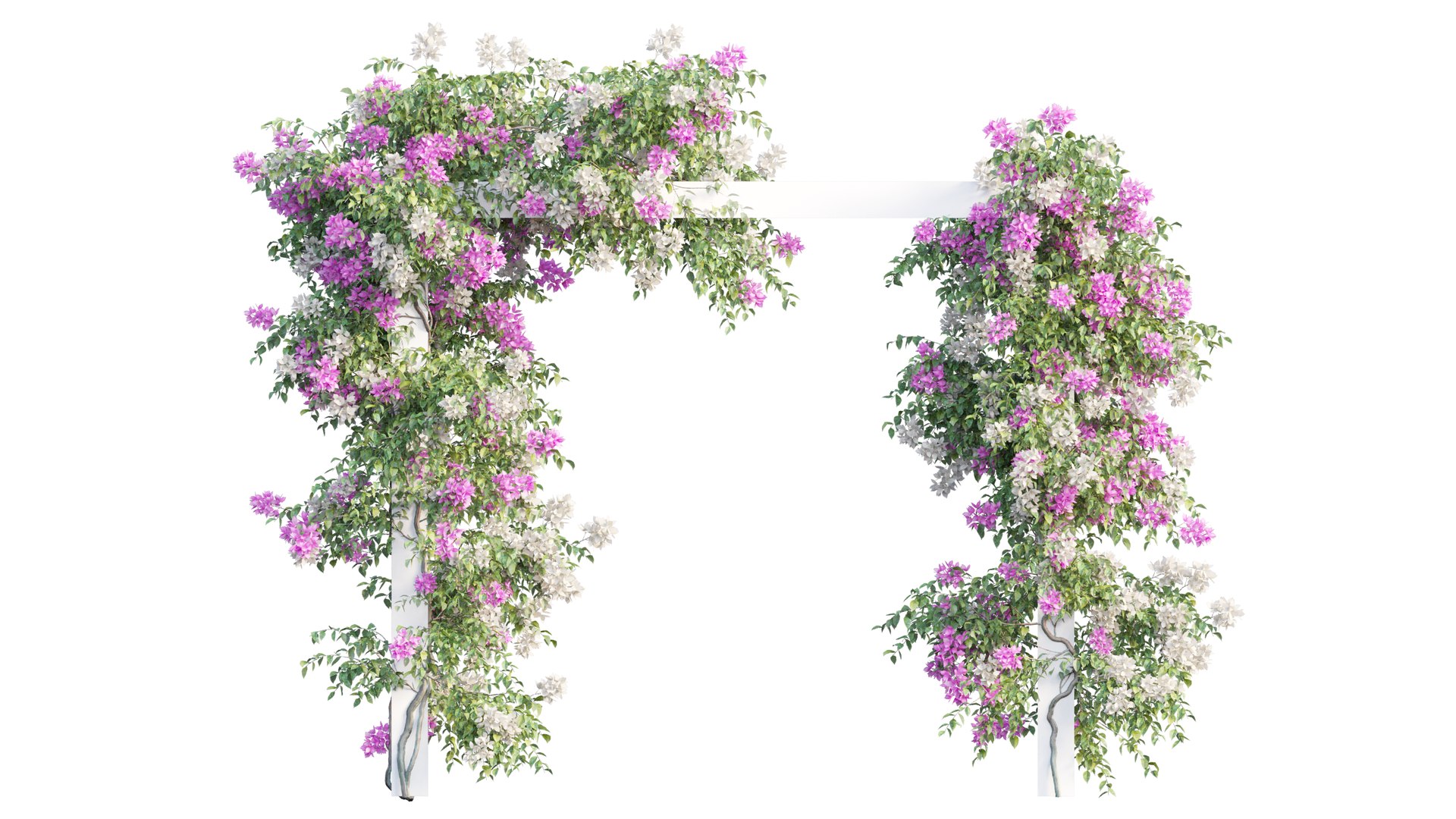 Bougainvillea Plant Set 28 Model - TurboSquid 1835163