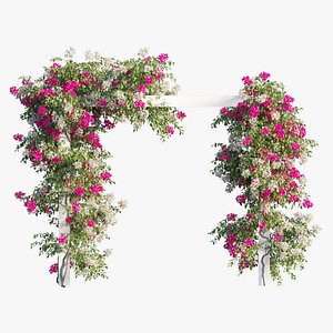 Bougainvillea plant set 28