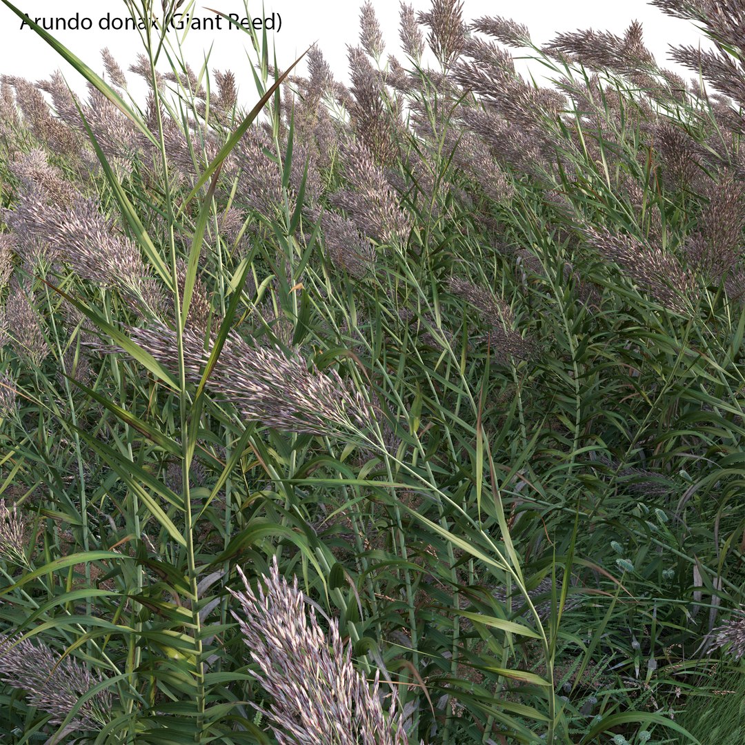 Arundo Donax - Giant Reed - Spanish Reed 02 3D - TurboSquid 1972978