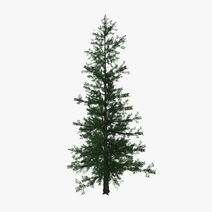 pine tree02 3d model