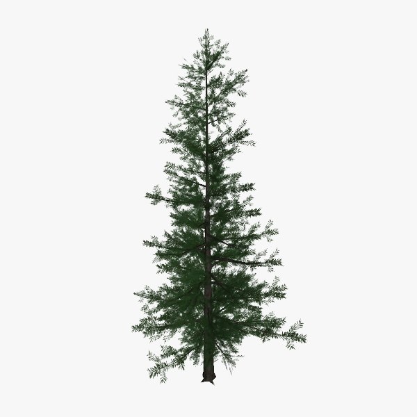 pine tree02 3d model