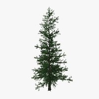 pine_tree02