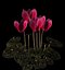 Cyclamen.obj