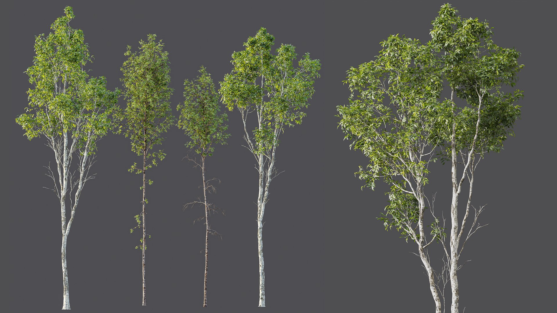 3D model AV 4 trees Castanea Sativa and Betula Pendula https://p.turbosquid.com/ts-thumb/KU/sjH1zm/0W/05/png/1762667536/1920x1080/fit_q87/32316860b18b3d85ececb92477b35ac237c5494f/05.jpg