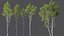AV 4 trees Castanea Sativa and Betula Pendula