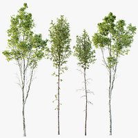 AV 4 trees Castanea Sativa and Betula Pendula