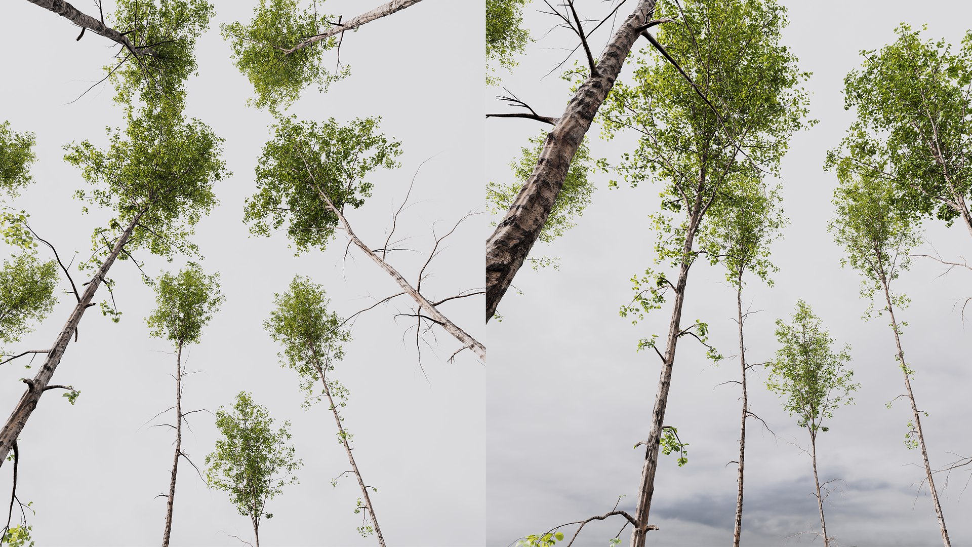 3D model AV 4 trees Castanea Sativa and Betula Pendula https://p.turbosquid.com/ts-thumb/KU/sjH1zm/5C/06/png/1762667537/1920x1080/fit_q87/910359c96ad31d620c2479b54374d76b005a08b5/06.jpg