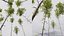 AV 4 trees Castanea Sativa and Betula Pendula