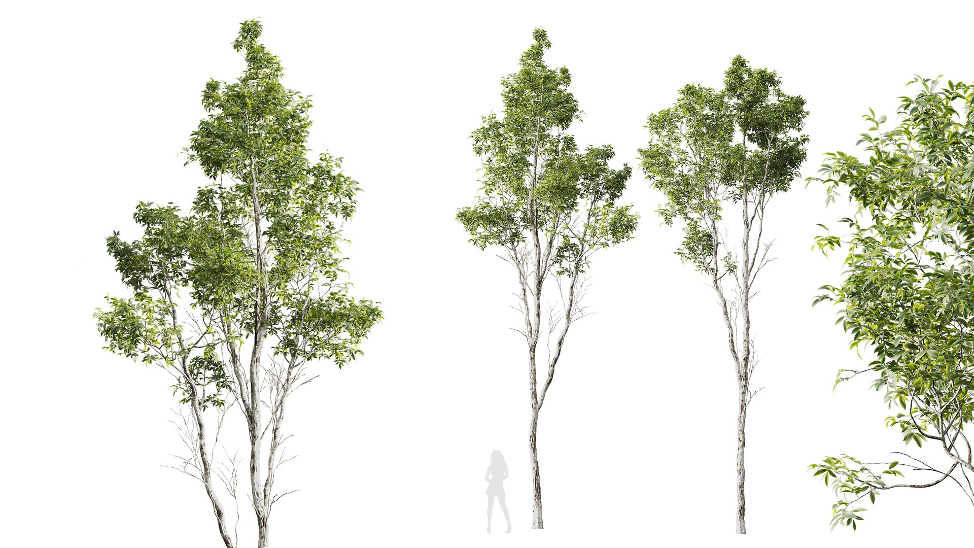 3D model AV 4 trees Castanea Sativa and Betula Pendula https://p.turbosquid.com/ts-thumb/KU/sjH1zm/Oo/04/png/1762667534/1920x1080/fit_q87/037678e51d2162fc1d8aa167175506e768e0df00/04.jpg