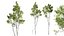 AV 4 trees Castanea Sativa and Betula Pendula