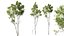 AV 4 trees Castanea Sativa and Betula Pendula