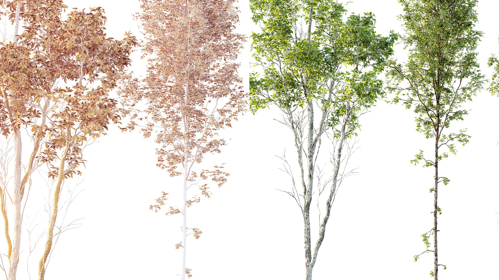 3D model AV 4 trees Castanea Sativa and Betula Pendula https://p.turbosquid.com/ts-thumb/KU/sjH1zm/cY/7/png/1762667538/1920x1080/fit_q87/15c31e9df99ac81d2c20394c35265b03cb8e1127/7.jpg