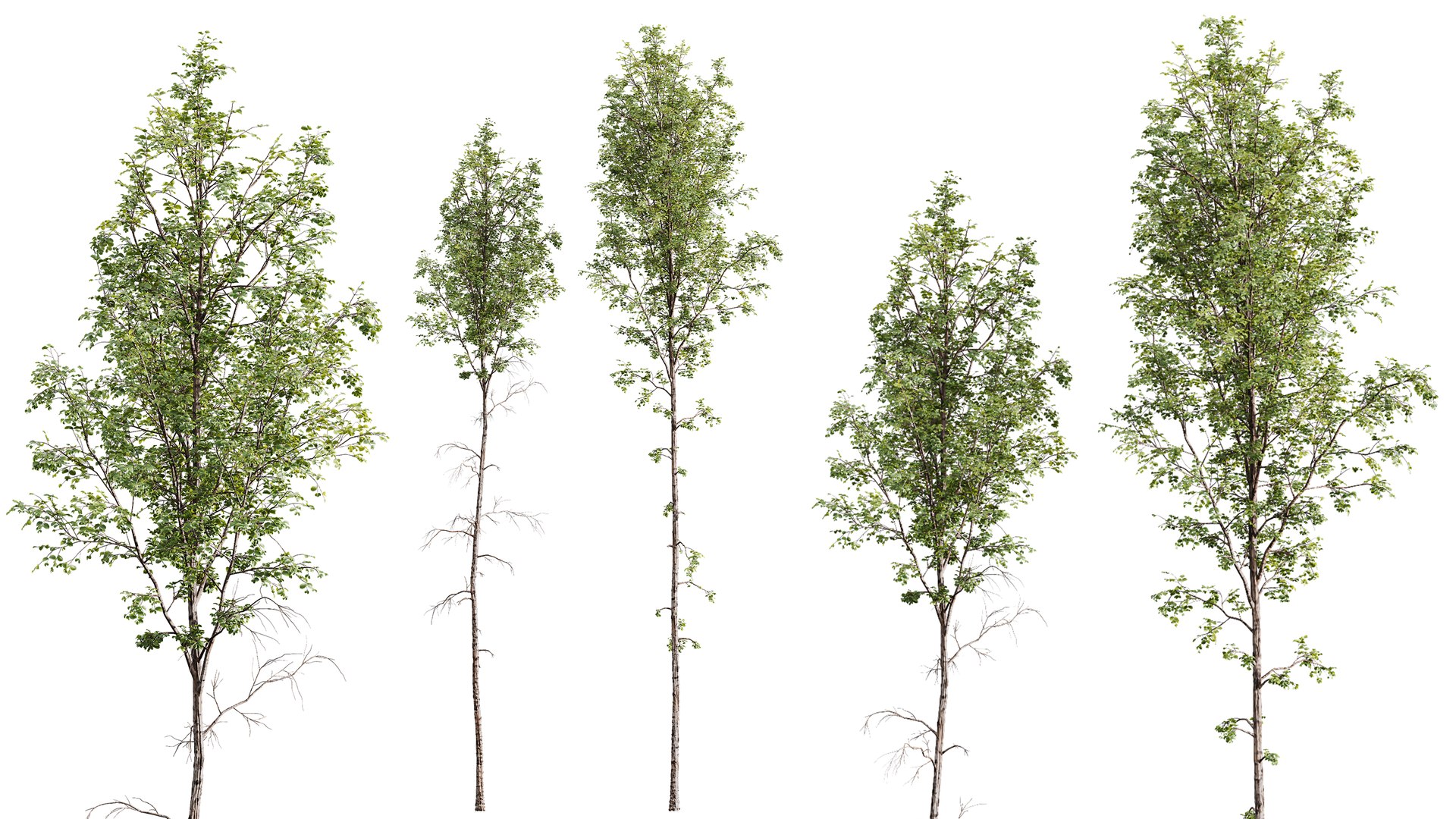 3D model AV 4 trees Castanea Sativa and Betula Pendula https://p.turbosquid.com/ts-thumb/KU/sjH1zm/pm/03/png/1762667531/1920x1080/fit_q87/d9a44c19e6fe7089e3d83c25a3c762d0975f7e67/03.jpg