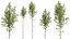 AV 4 trees Castanea Sativa and Betula Pendula