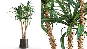 3D model Dracaena in a flowerpot for the interior 1010
