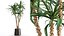 인테리어 용 화분에 담긴 Dracaena 1010