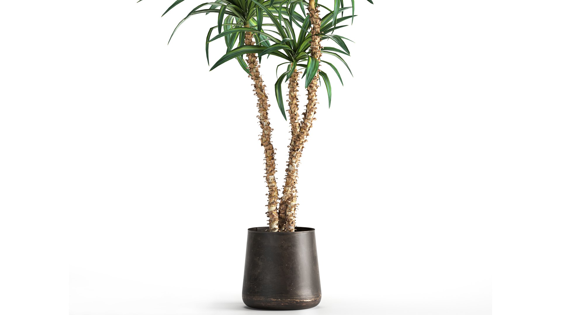 3D model Dracaena in a flowerpot for the interior 1010 https://p.turbosquid.com/ts-thumb/KV/7rElsW/Bv/1dracaena12806202103/jpg/1624965892/1920x1080/fit_q87/29fa5d2714b8b581a8248349875fc10c1b173927/1dracaena12806202103.jpg