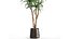 인테리어 용 화분에 담긴 Dracaena 1010